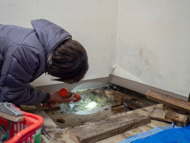 Best Mold Prevention Services  in Montgomery, WV