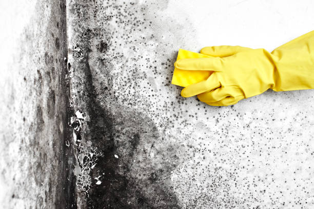 Best Industrial Mold Remediation  in Montgomery, WV